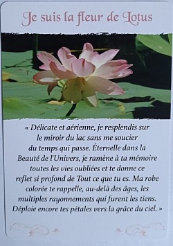 Exemple Fleur de Lotus